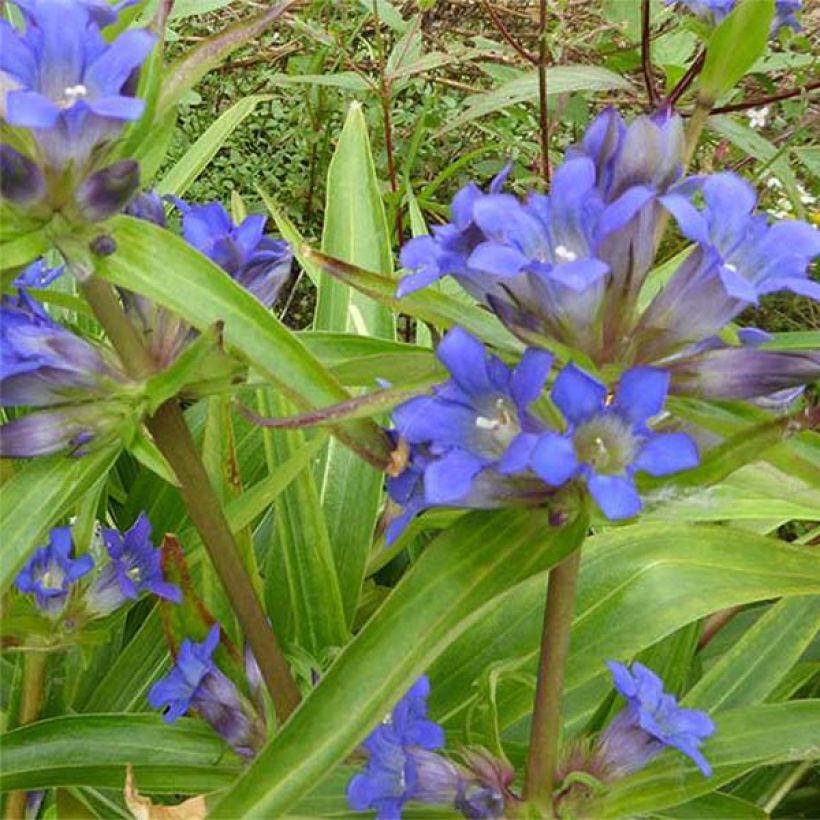 Gentiane dahurica - Gentiane de Sibérie (Floraison)