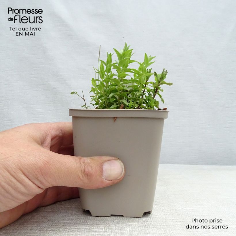 Spécimen de Gentiane septemfida var. lagodechiana en godet de 9 cm tel que livré au printemps