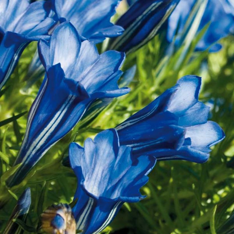 Gentiane sino-ornata bleue à floraison automnale, Gentiana (Floraison)
