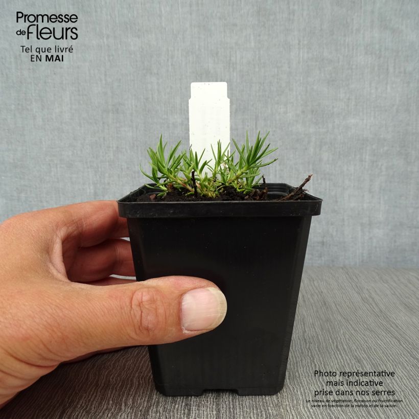 Spécimen de Gentiane sino-ornata bleue à floraison automnale, Gentiana Godet de 9cm tel que livré au printemps