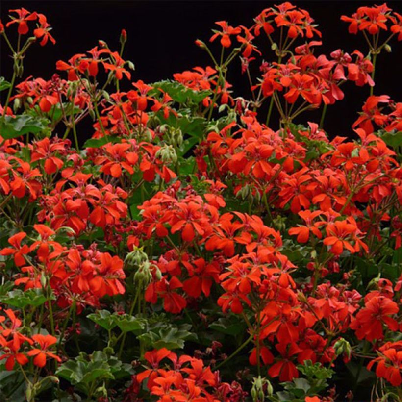 Géranium-lierre Roi des Balcons rouge Imperial (Floraison)