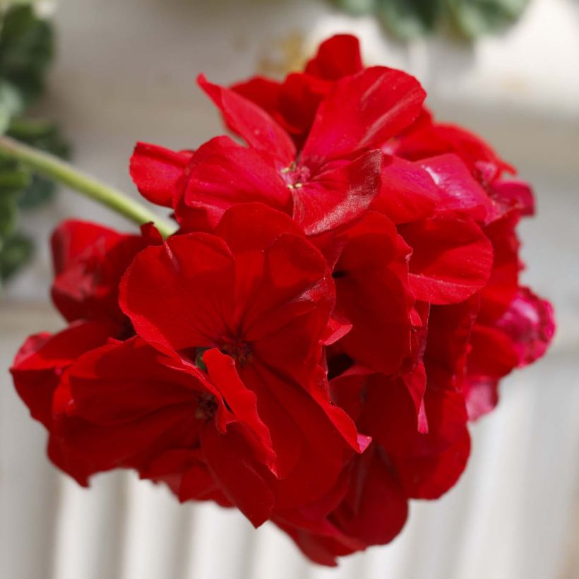 Géranium interspécifique Cassiopeia - Pelargonium   (Floraison)