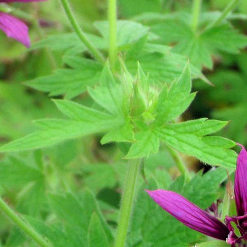 Geranium vivace Catherine Deneuve (Feuillage)