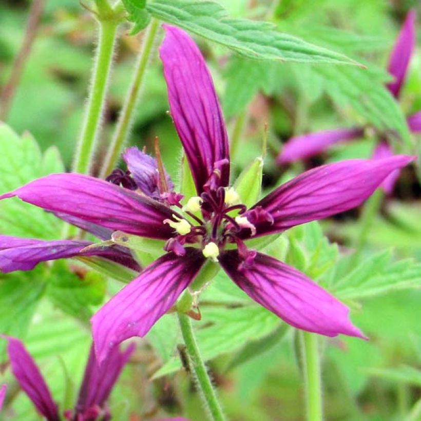 Geranium vivace Catherine Deneuve (Floraison)