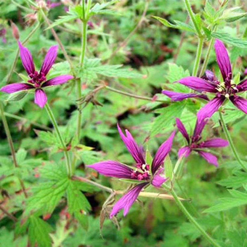 Geranium vivace Catherine Deneuve (Port)