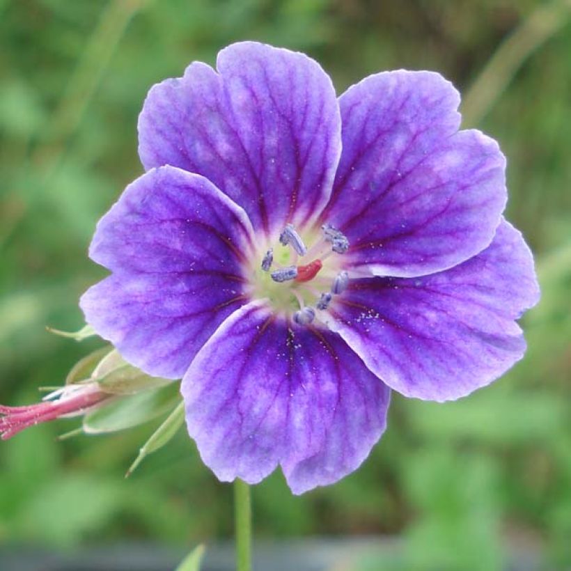 Géranium vivace nodosum Clos du Coudray (Floraison)