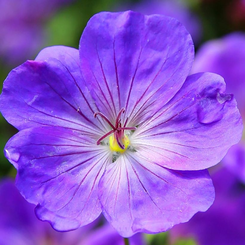 Geranium Eureka Blue - géranium vivace (Floraison)