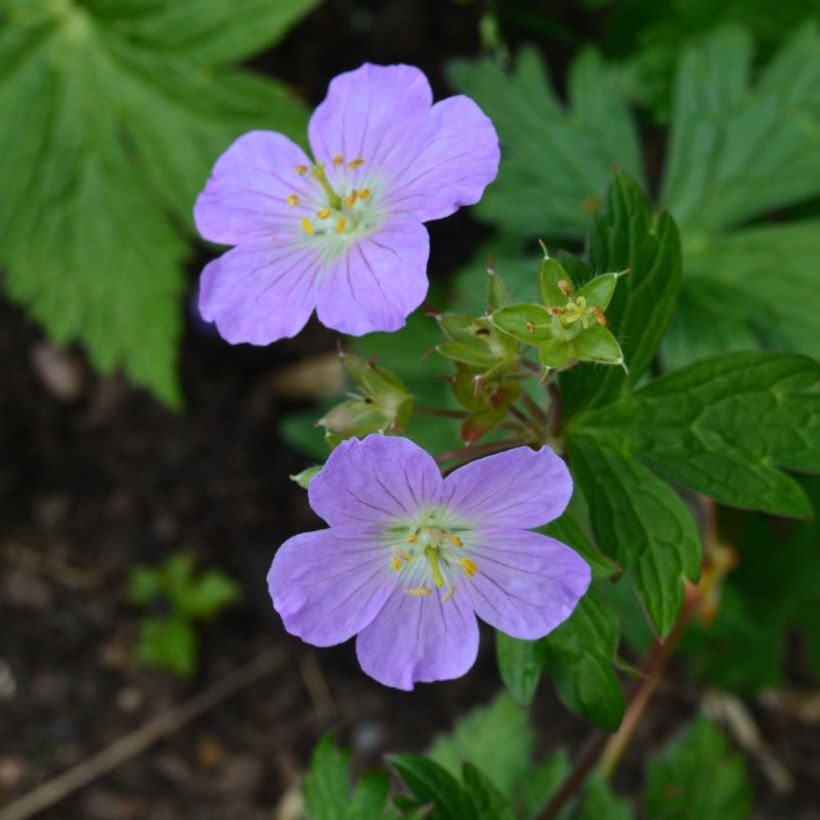 Geranium vivace maculé Vickie Lynn (Floraison)