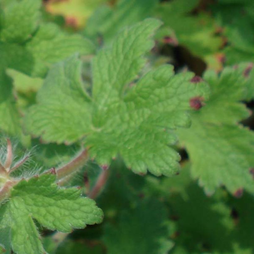 Géranium vivace ibericum (Feuillage)