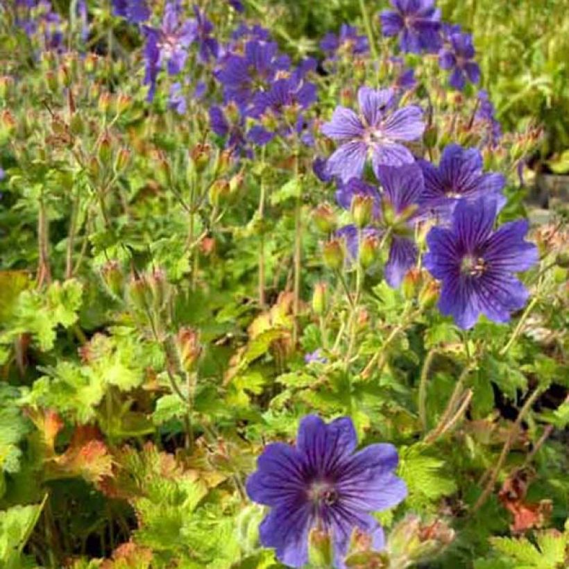 Géranium vivace ibericum (Port)