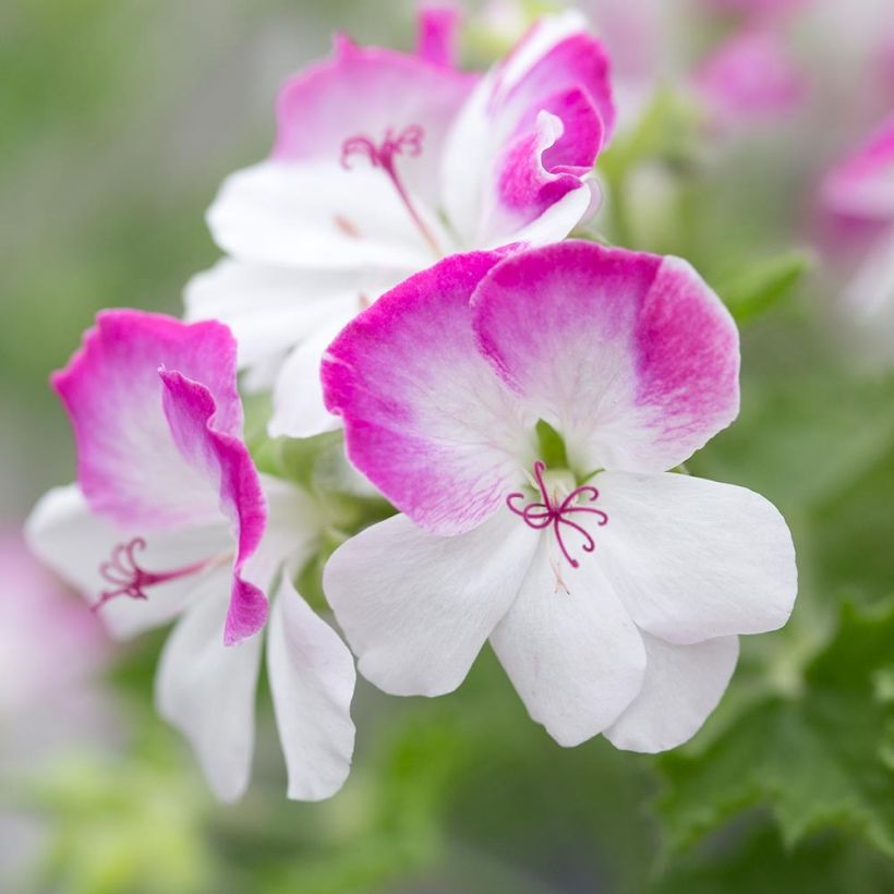 Pelargonium - Géranium parfumé Mosquitaway Louise Mini-mottes (Floraison)