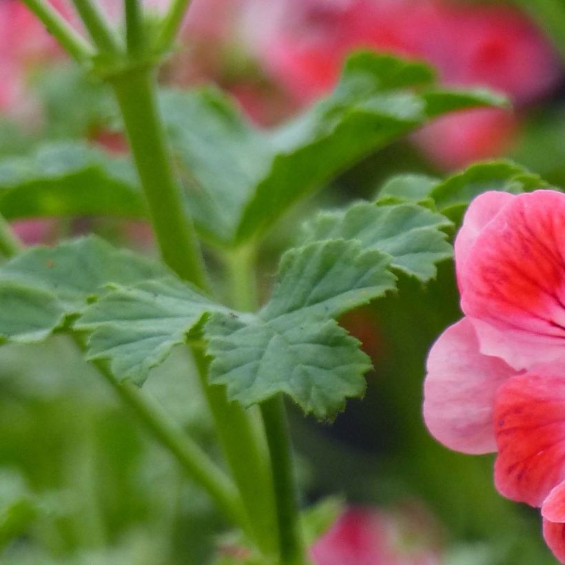 Pélargonium - Geranium parfumé Paton's Unique (Feuillage)