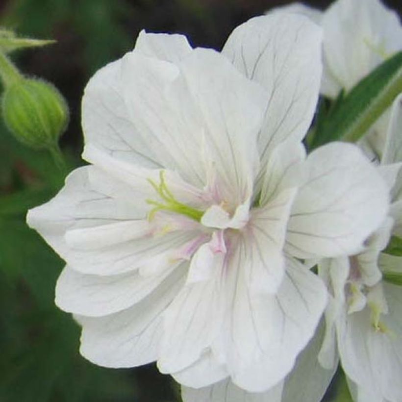 Geranium vivace pratense Plenum Album - Géranium des prés (Floraison)