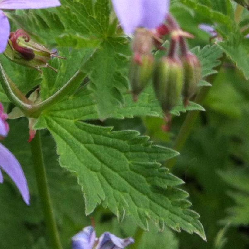 Geranium vivace Prélude (Feuillage)