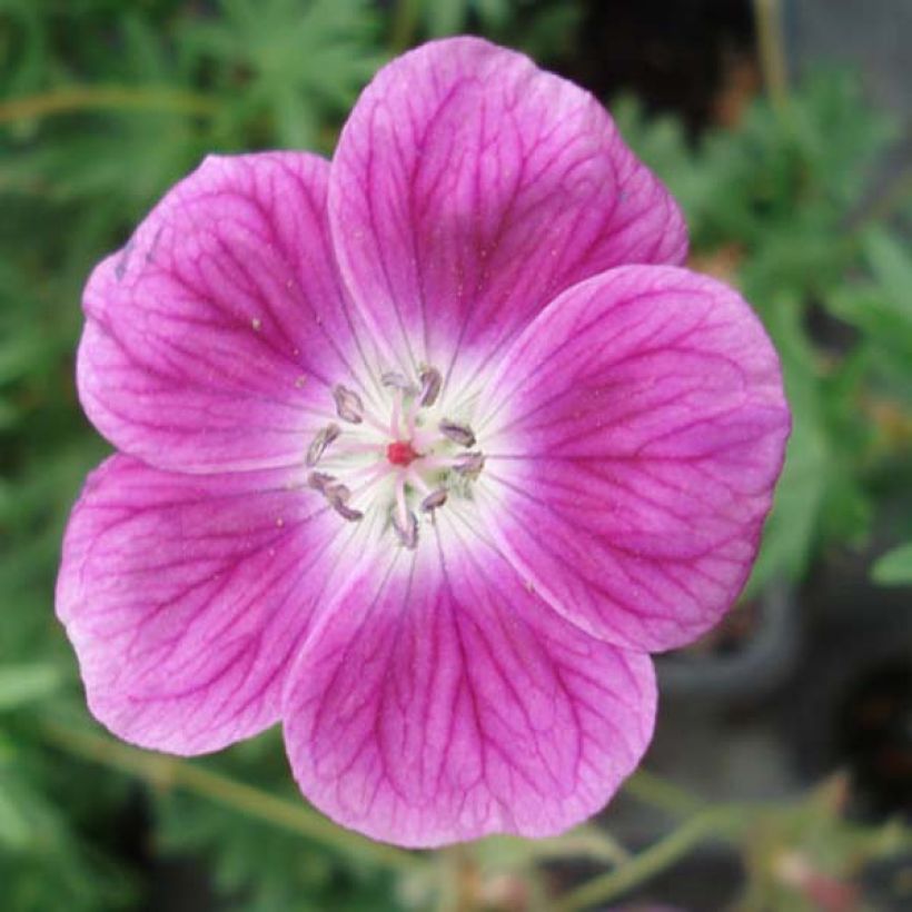 Geranium vivace sanguineum Elke (Floraison)