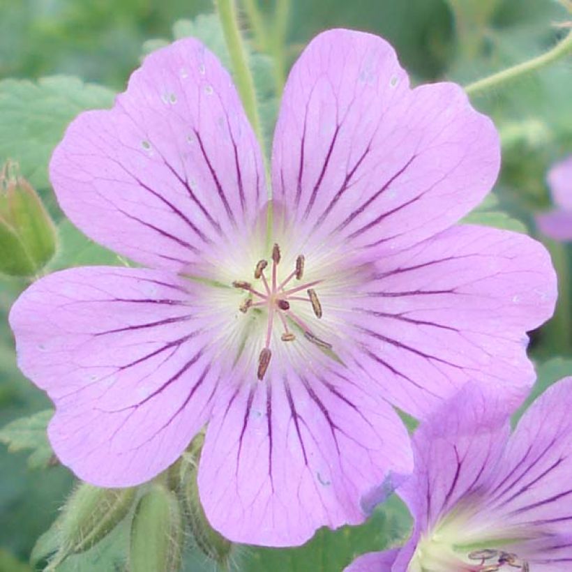 Géranium vivace Sirak (Floraison)