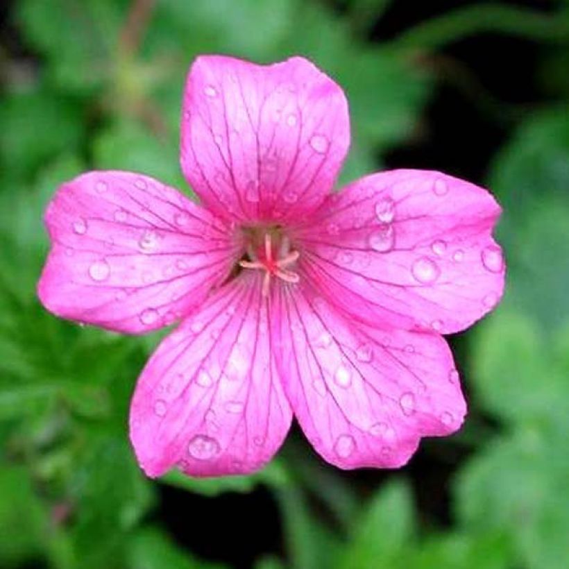 Géranium vivace endressii Wargrave Pink (Floraison)