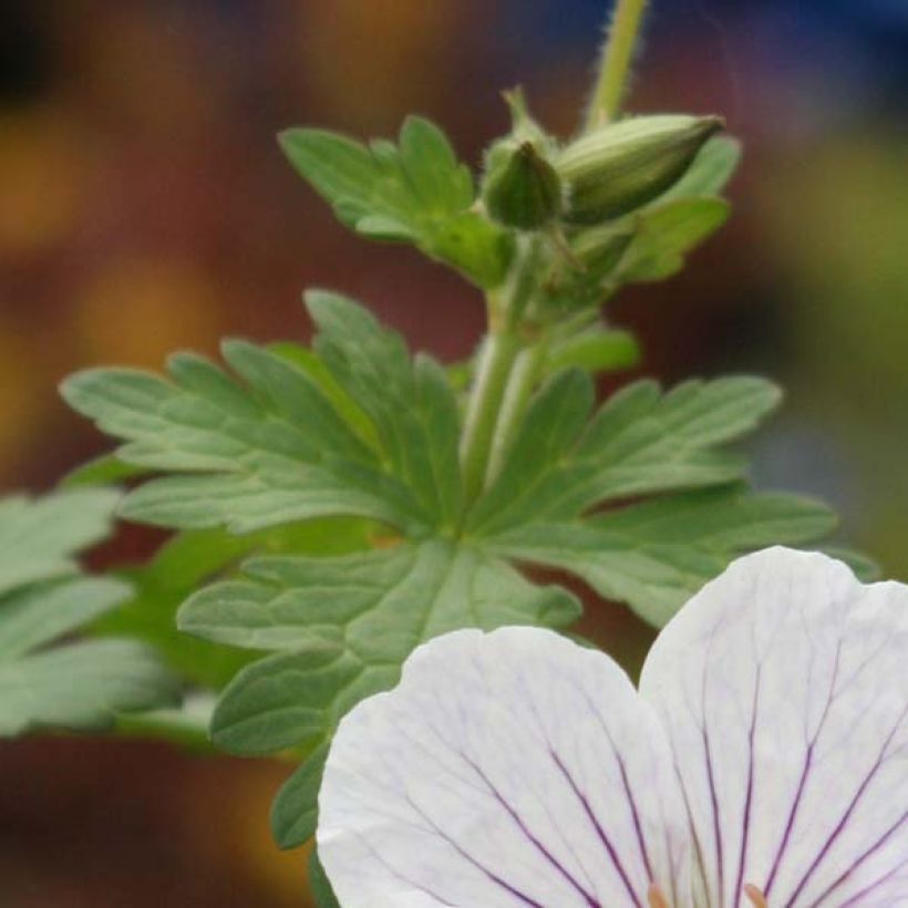 Géranium vivace himalayense Derrick Cook (Feuillage)