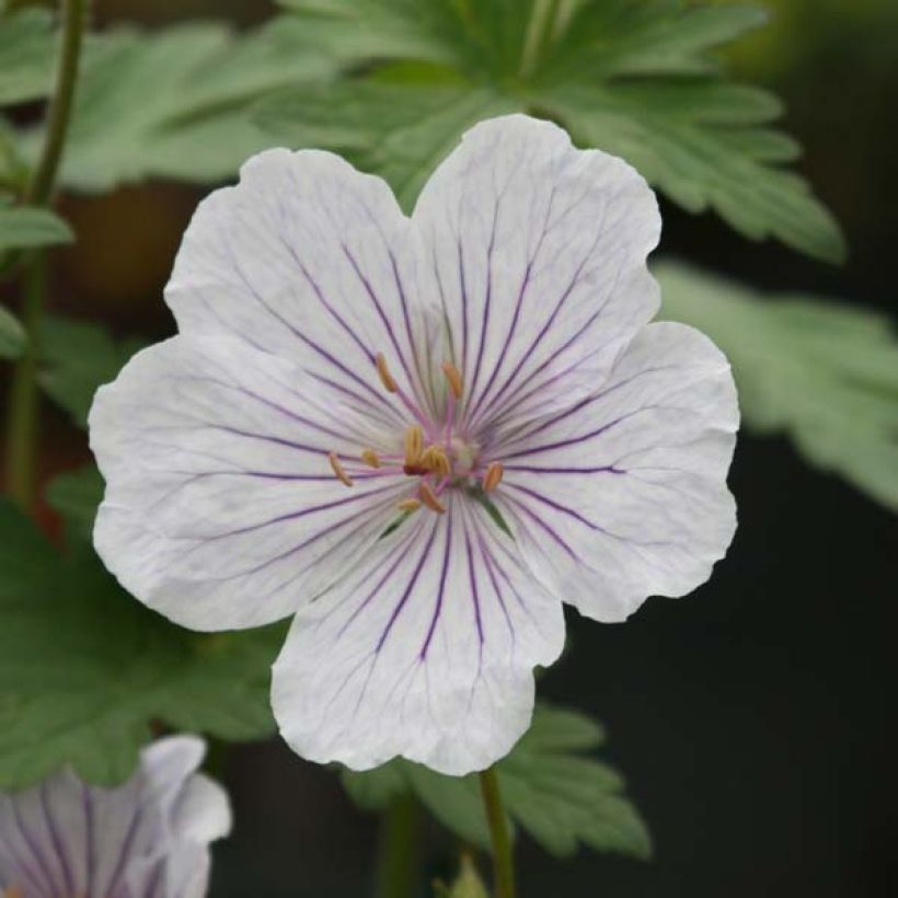 Géranium vivace himalayense Derrick Cook (Floraison)