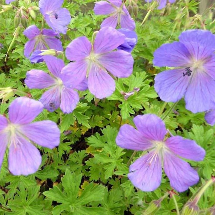 Geranium himalayense Irish Blue - Géranium vivace de l'Himalaya (Feuillage)