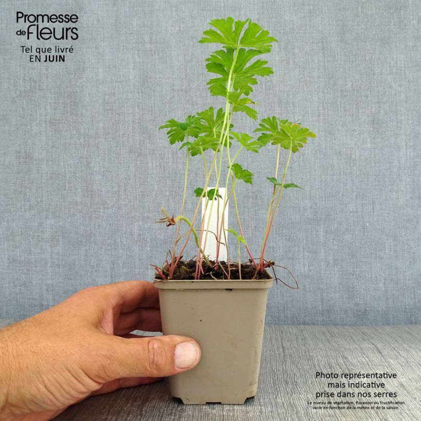 Spécimen de Geranium himalayense Irish Blue - Géranium vivace de l'Himalaya Godet de 8/9 cm tel que livré en été