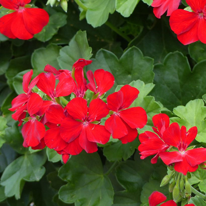 Géranium interspécifique TwoinOne Dark Red - Pelargonium (Floraison)