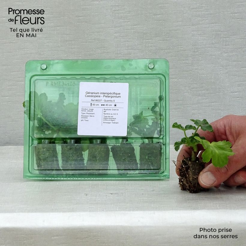 Spécimen de Géranium interspécifique Cassiopeia - Pelargonium   Mini-motte 4 cm tel que livré au printemps