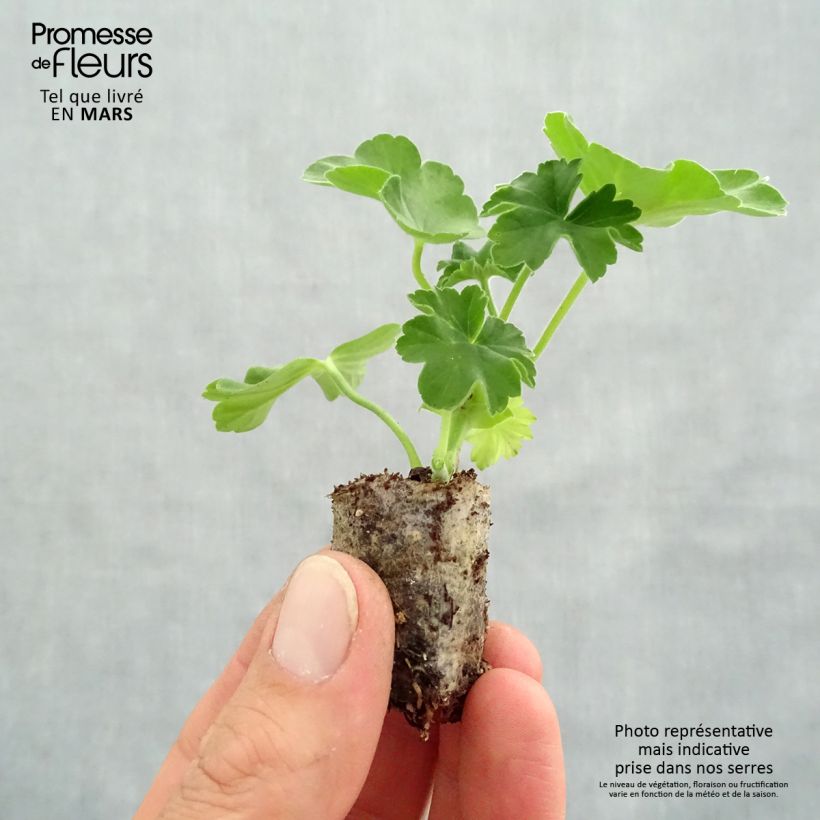 Spécimen de Géranium interspécifique Cassiopeia - Pelargonium   tel que livré au printemps