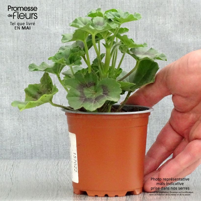 Spécimen de Géranium interspécifique Specials C Alm-Geranie Scarlet godet de 8/9cm tel que livré au printemps