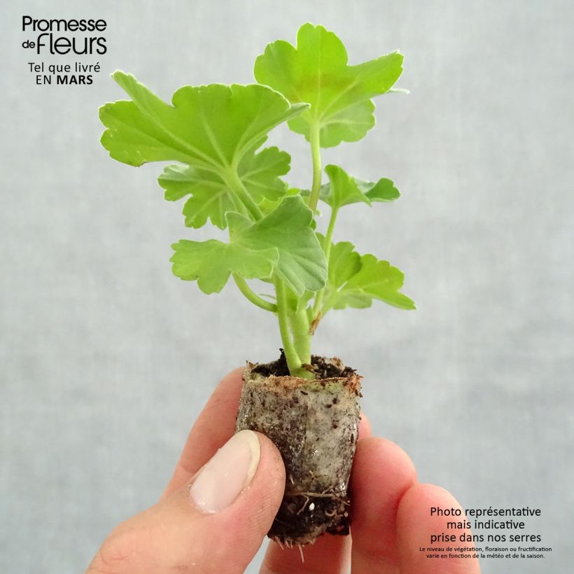 Spécimen de Géranium interspécifique TwoinOne Dark Red - Pelargonium Mini-motte 4 cm tel que livré au printemps