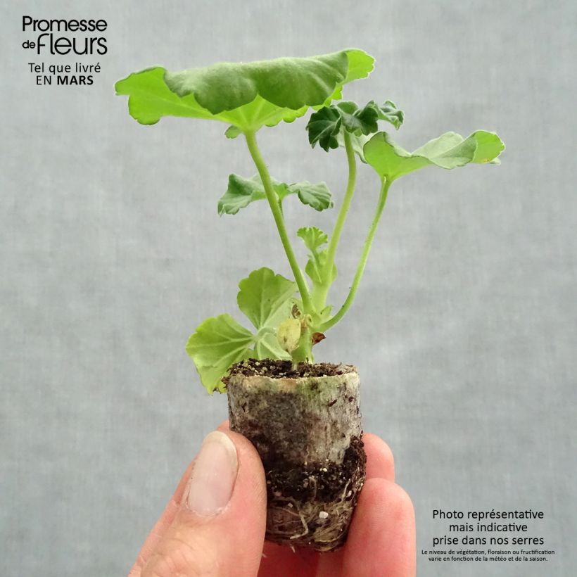 Spécimen de Géranium interspécifique TwoinOne Violet - Pelargonium tel que livré au printemps