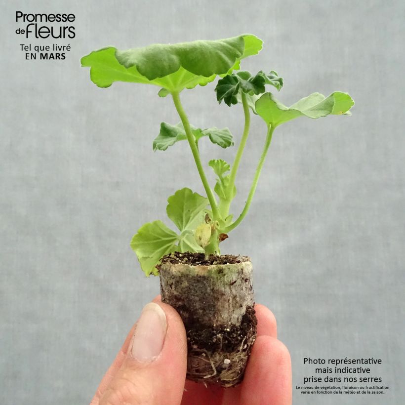 Spécimen de Géranium interspécifique TwoinOne Violet - Pelargonium Mini-motte 4 cm tel que livré au printemps