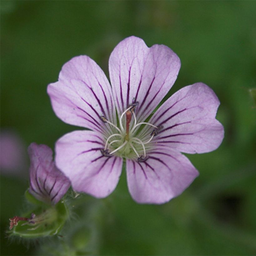 Géranium vivace Karen Wouters (Floraison)