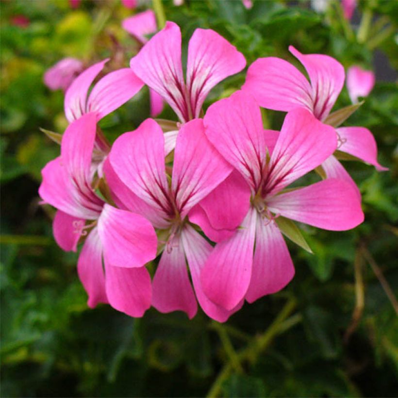 Géranium-lierre Roi des Balcons Desrumeaux (Floraison)