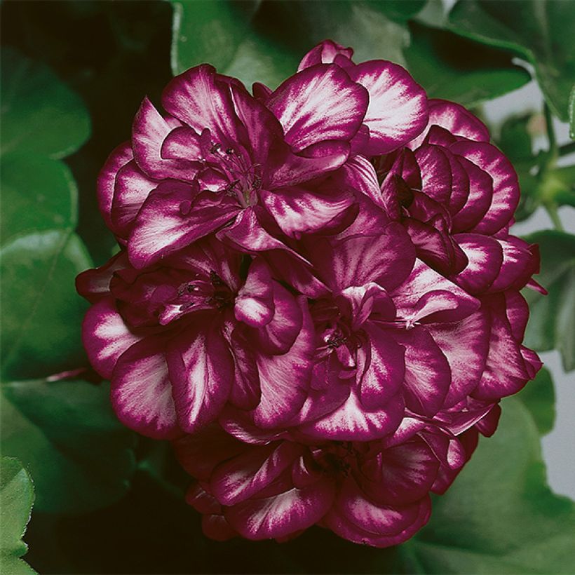 Géranium-lierre double Mexica Tomcat (Floraison)