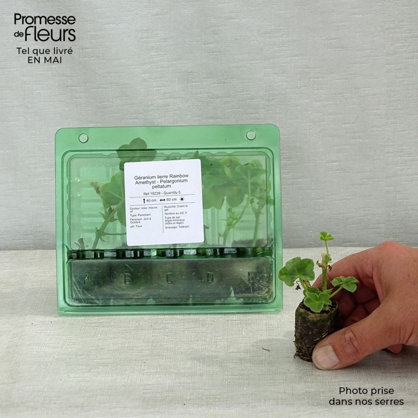 Spécimen de Géranium lierre Rainbow Amethyst - Pelargonium peltatum  Mini-motte 3,5 cm tel que livré au printemps