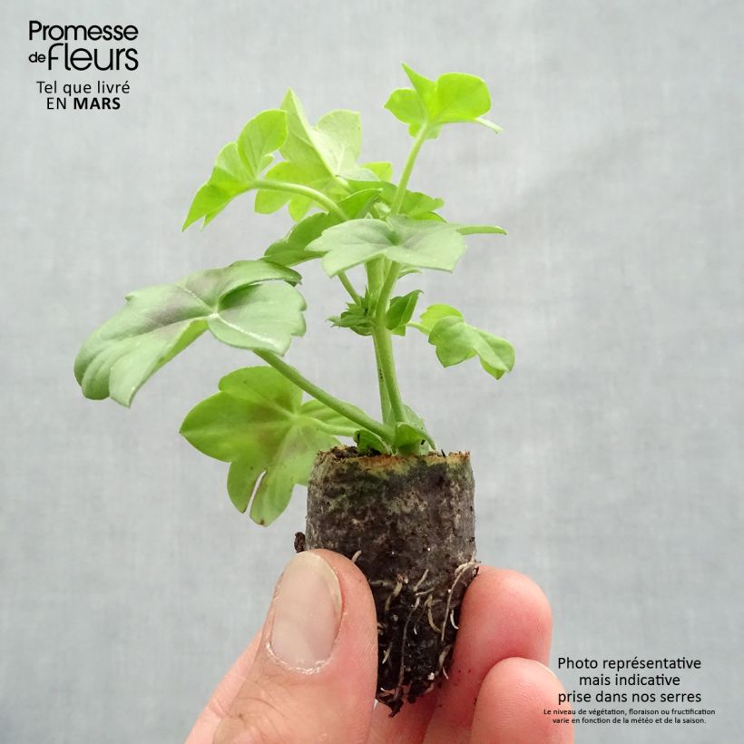 Spécimen de Géranium lierre Rainbow Amethyst - Pelargonium peltatum  tel que livré en printemps