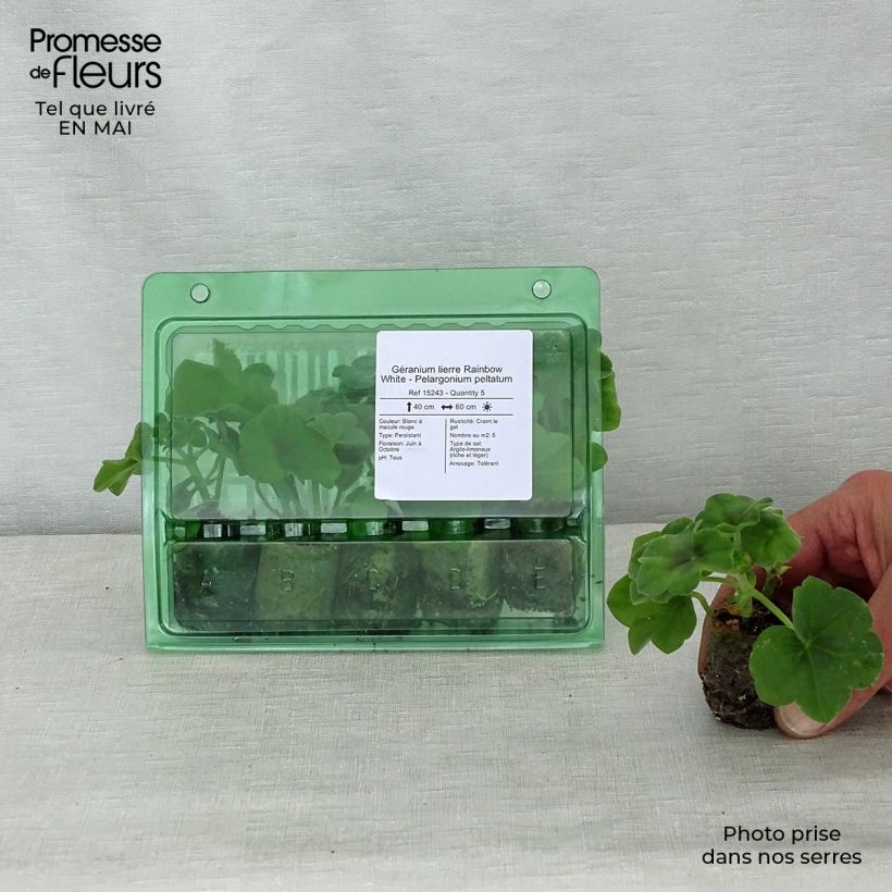 Spécimen de Géranium lierre Rainbow White - Pelargonium peltatum Mini-motte 3,5 cm tel que livré au printemps