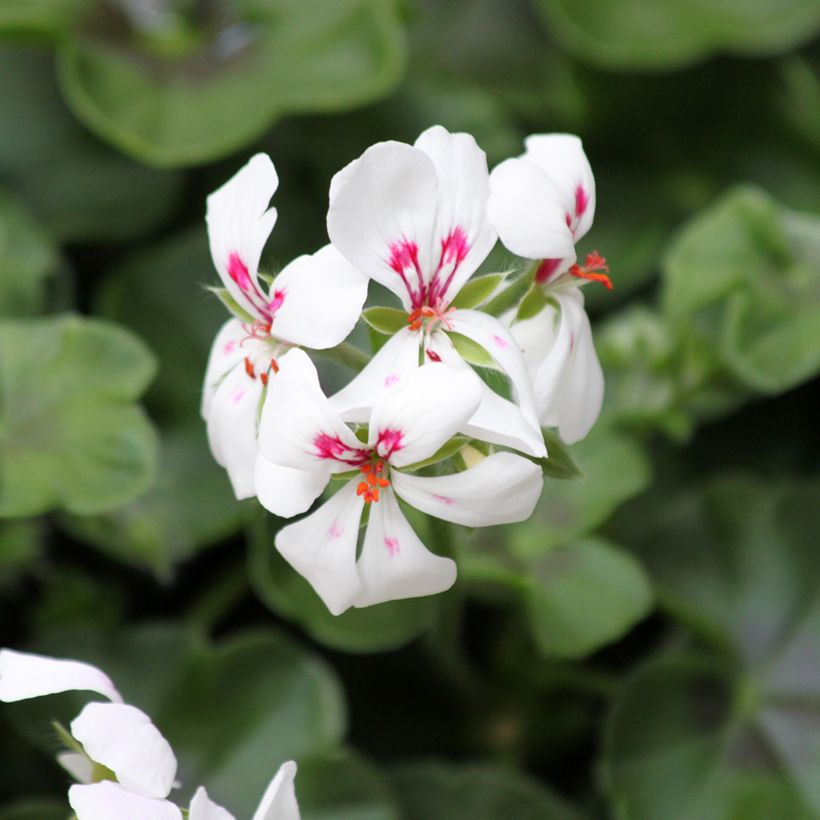 Géranium lierre Rainbow White - Pelargonium peltatum (Floraison)