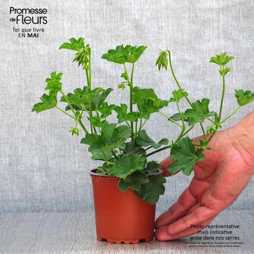 Spécimen de Géranium-lierre Roi des Balcons rose lilas godet de 8/9cm tel que livré au printemps
