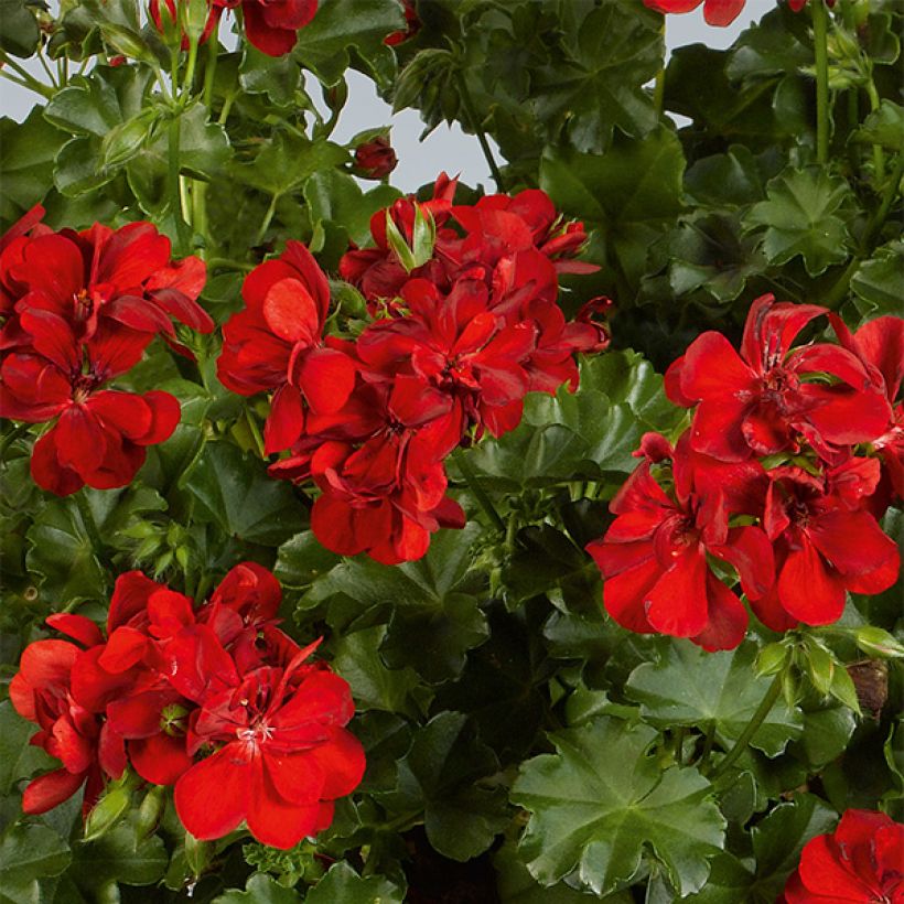 Géranium-lierre double Ruby (Floraison)