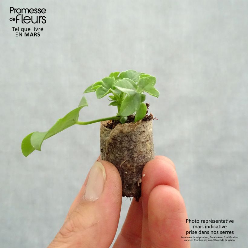 Spécimen de Géranium-lierre Ville de Dresden Mini-motte 4 cm tel que livré au printemps