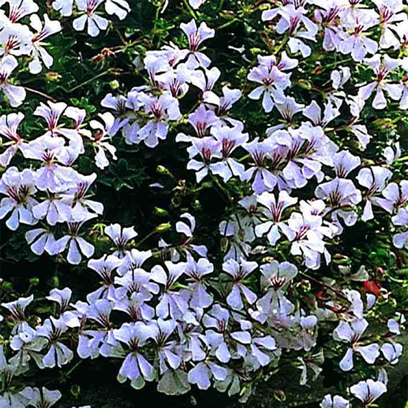 Géranium-lierre Ville de Dresden (Floraison)