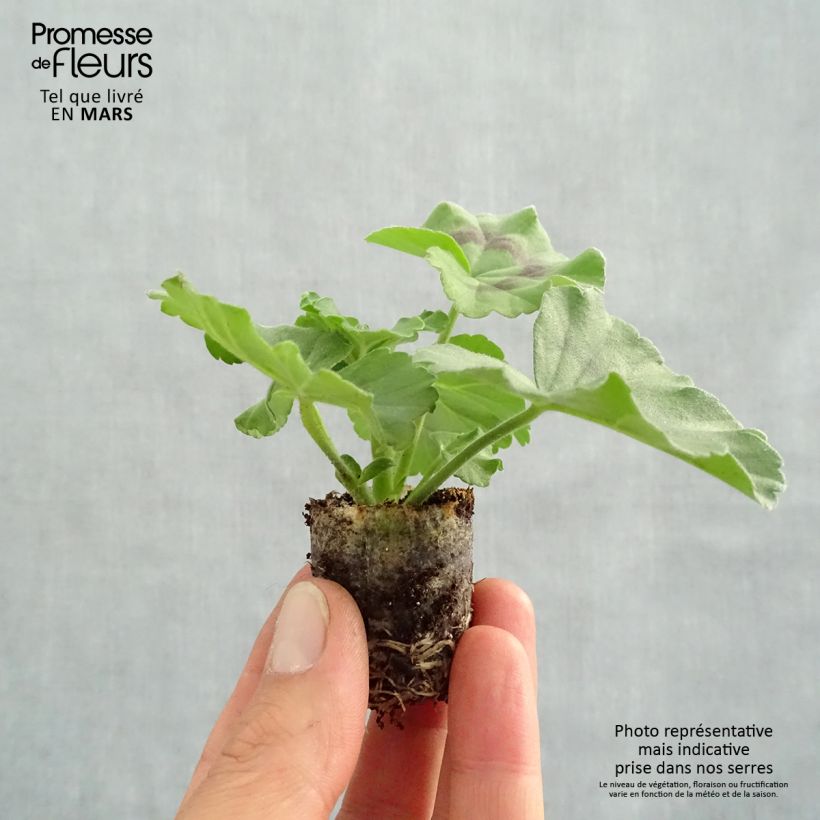 Spécimen de Géranium lierre à feuillage sombre Moonflair White Mini-motte 4 cm tel que livré au printemps