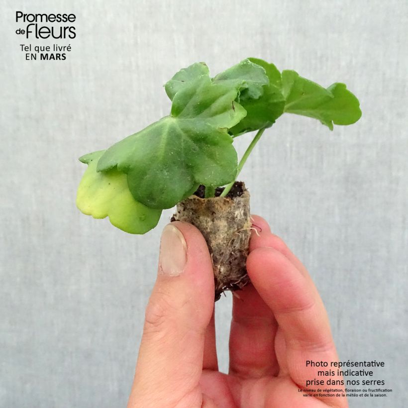 Spécimen de Géranium-lierre double Amelit Mini-motte 4 cm tel que livré au printemps