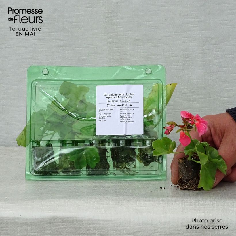 Spécimen de Géranium-lierre double Apricot Mini-mottes Mini-motte 4 cm tel que livré au printemps