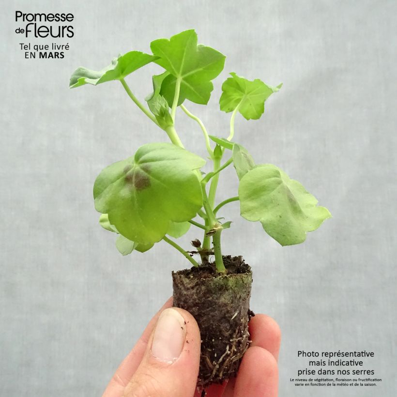 Spécimen de Géranium lierre double BIG 5 Neon Pink - Pelargonium peltatum  Mini-motte 3,5 cm tel que livré au printemps