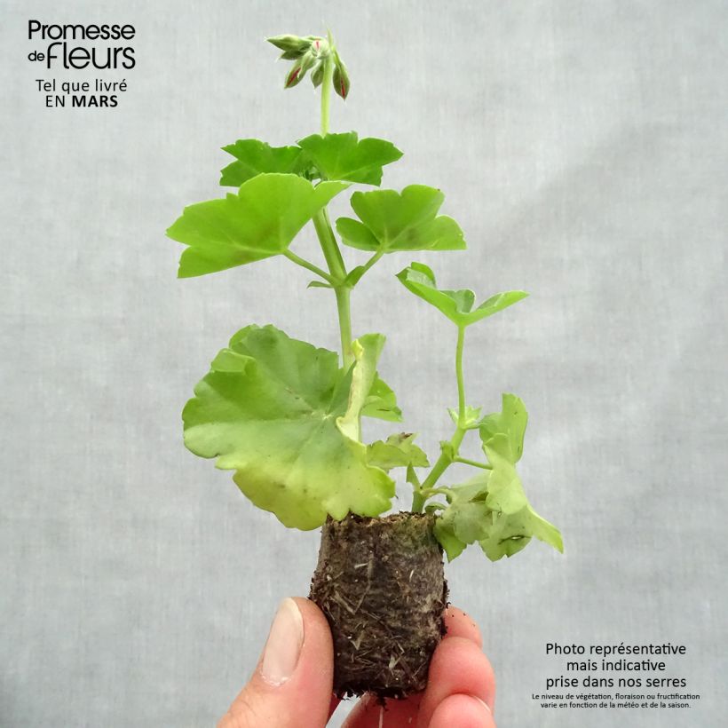 Spécimen de Géranium lierre double BIG 5 Red - Pelargonium peltatum Mini-motte 3,5 cm tel que livré au printemps