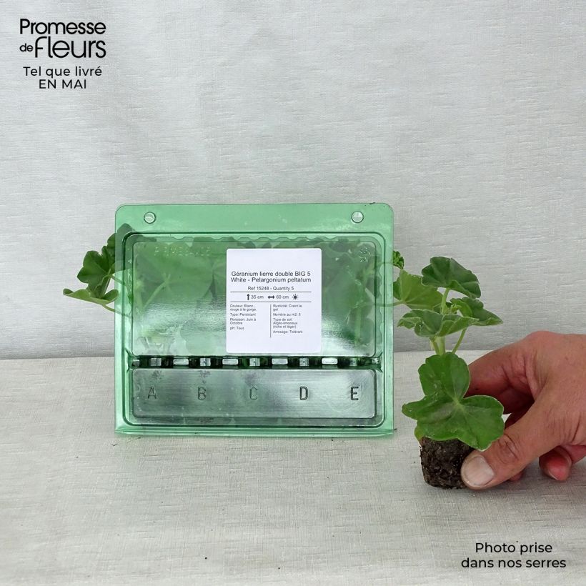 Spécimen de Géranium lierre double BIG 5 White - Pelargonium peltatum Mini-motte 3,5 cm tel que livré au printemps