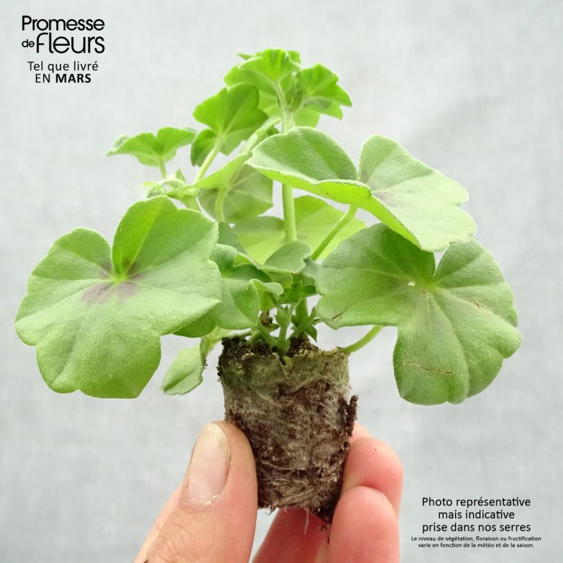 Spécimen de Géranium lierre double BIG 5 White - Pelargonium peltatum tel que livré au printemps